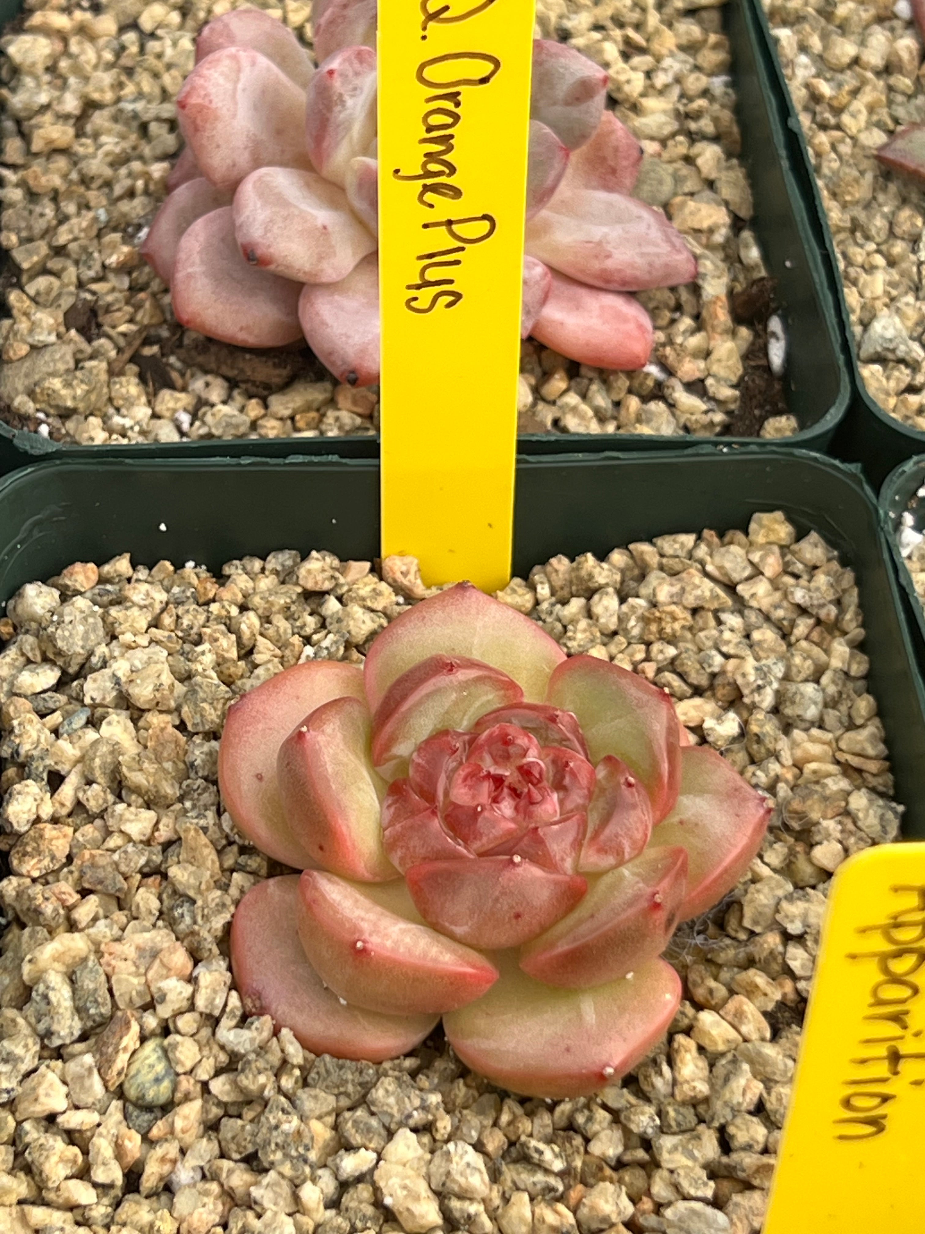 orange echeveria succulent Echeveria 'Q. Orange Plus' – Succulent Bloom Co
