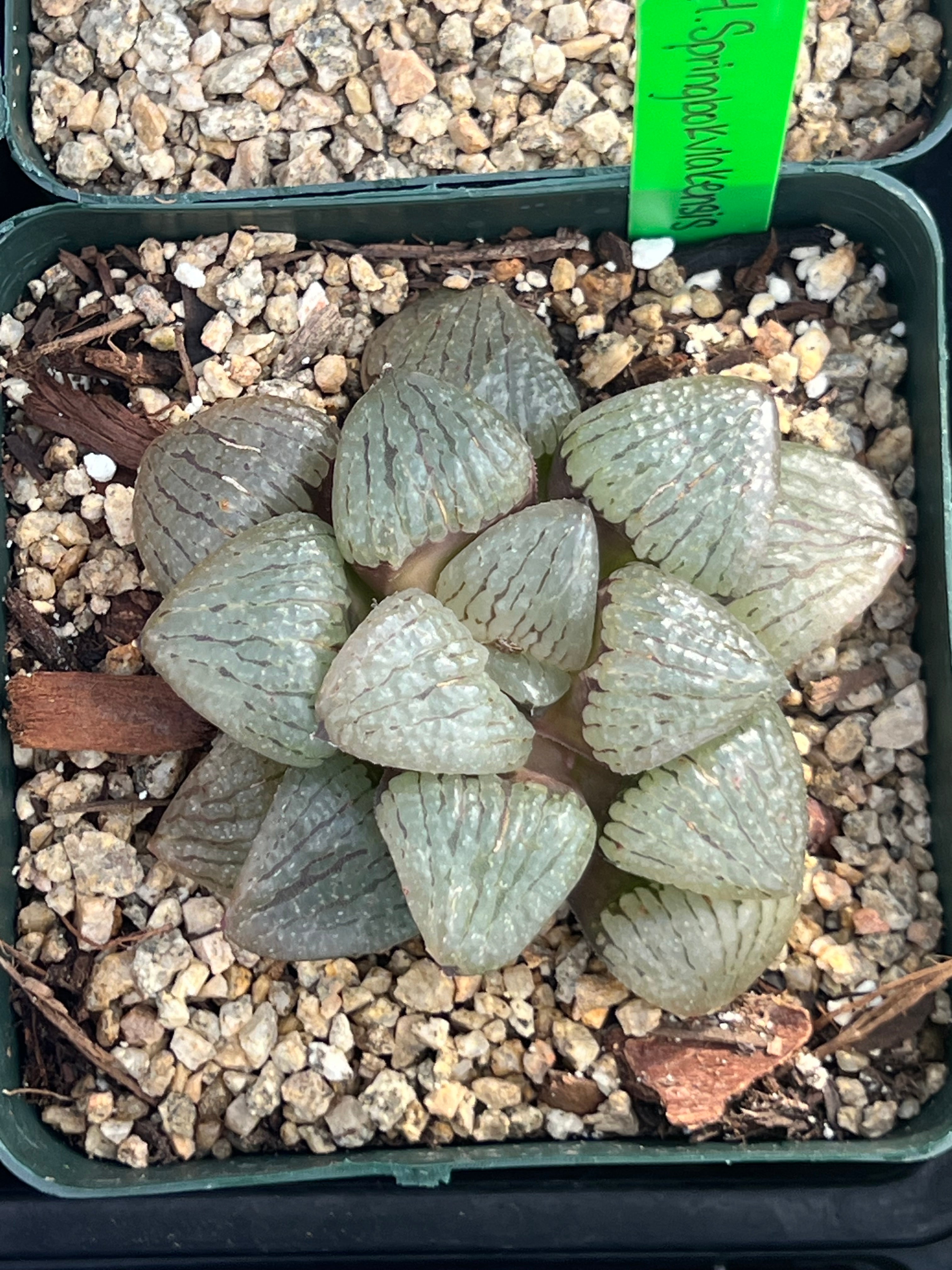 Haworthia springbokvlakensis