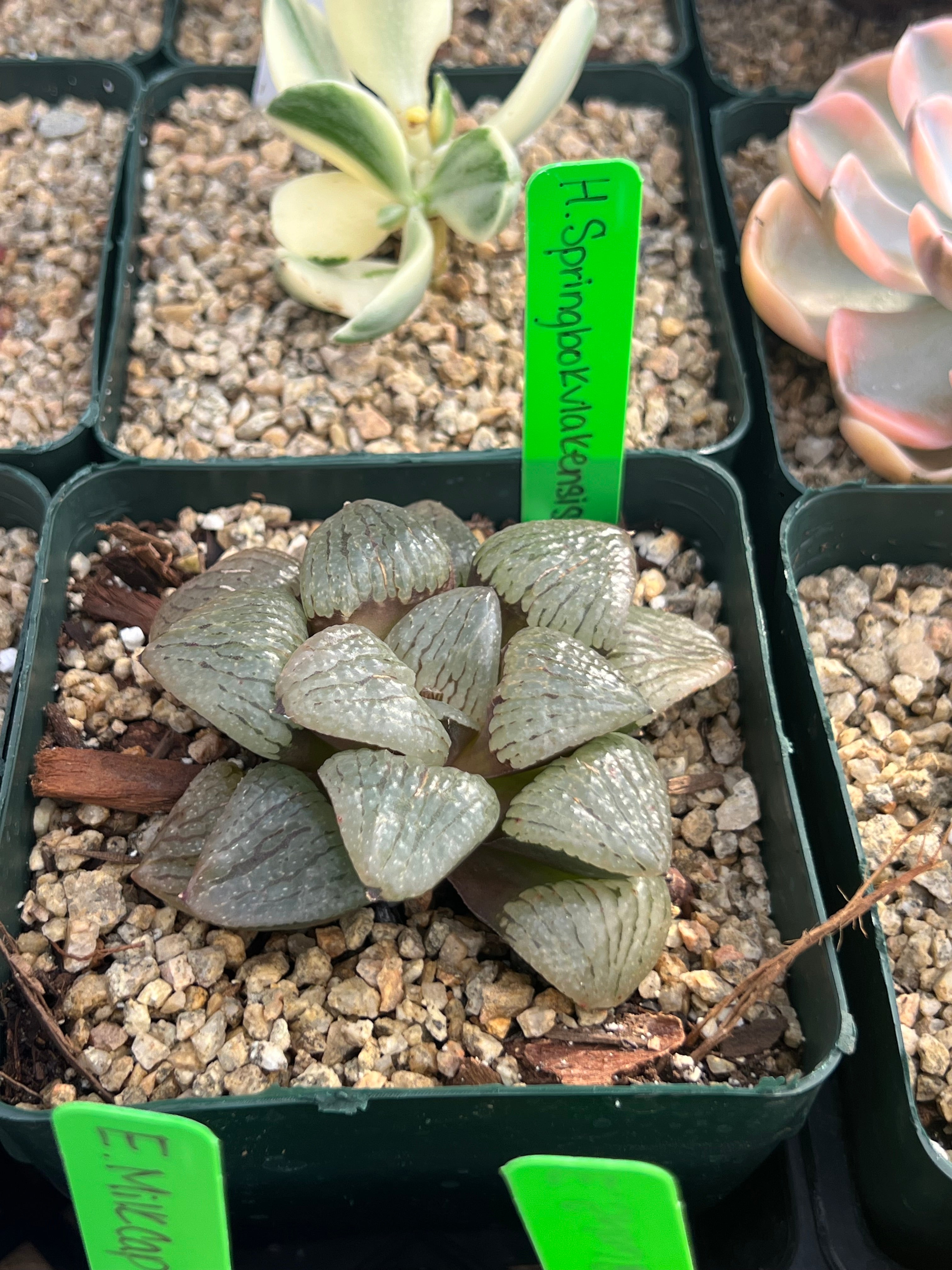 Haworthia springbokvlakensis