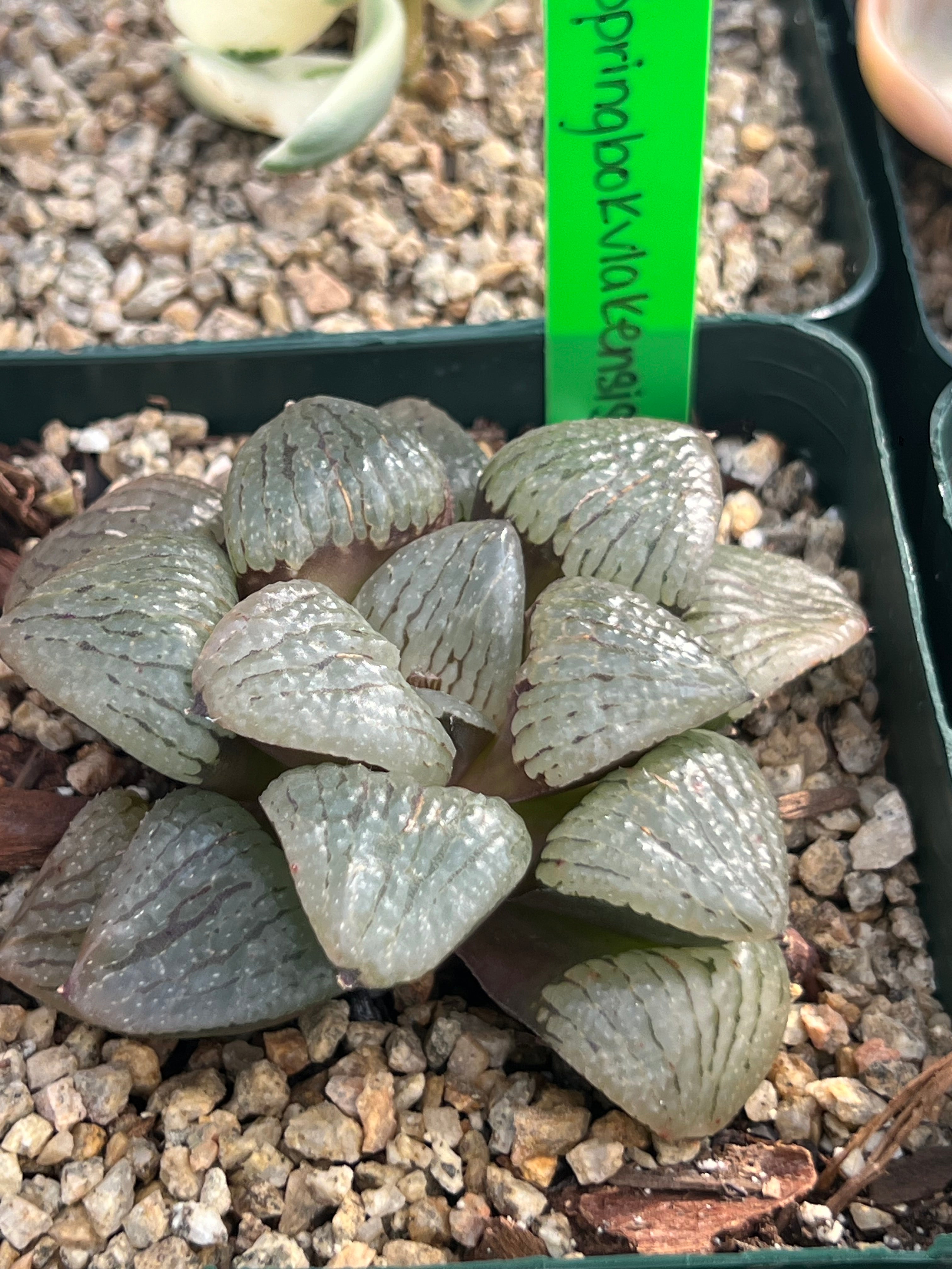 Haworthia springbokvlakensis
