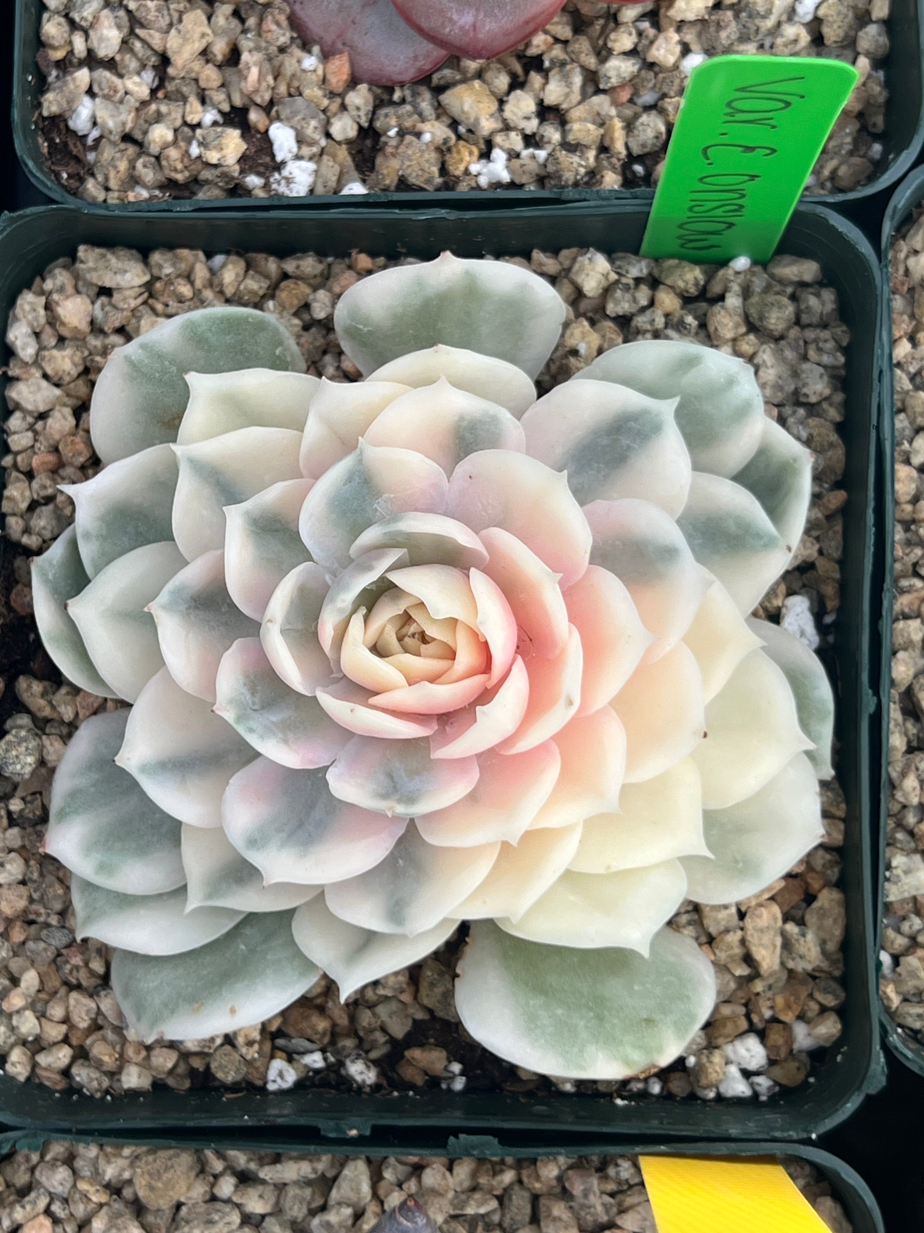 Echeveria OnslowVariegated