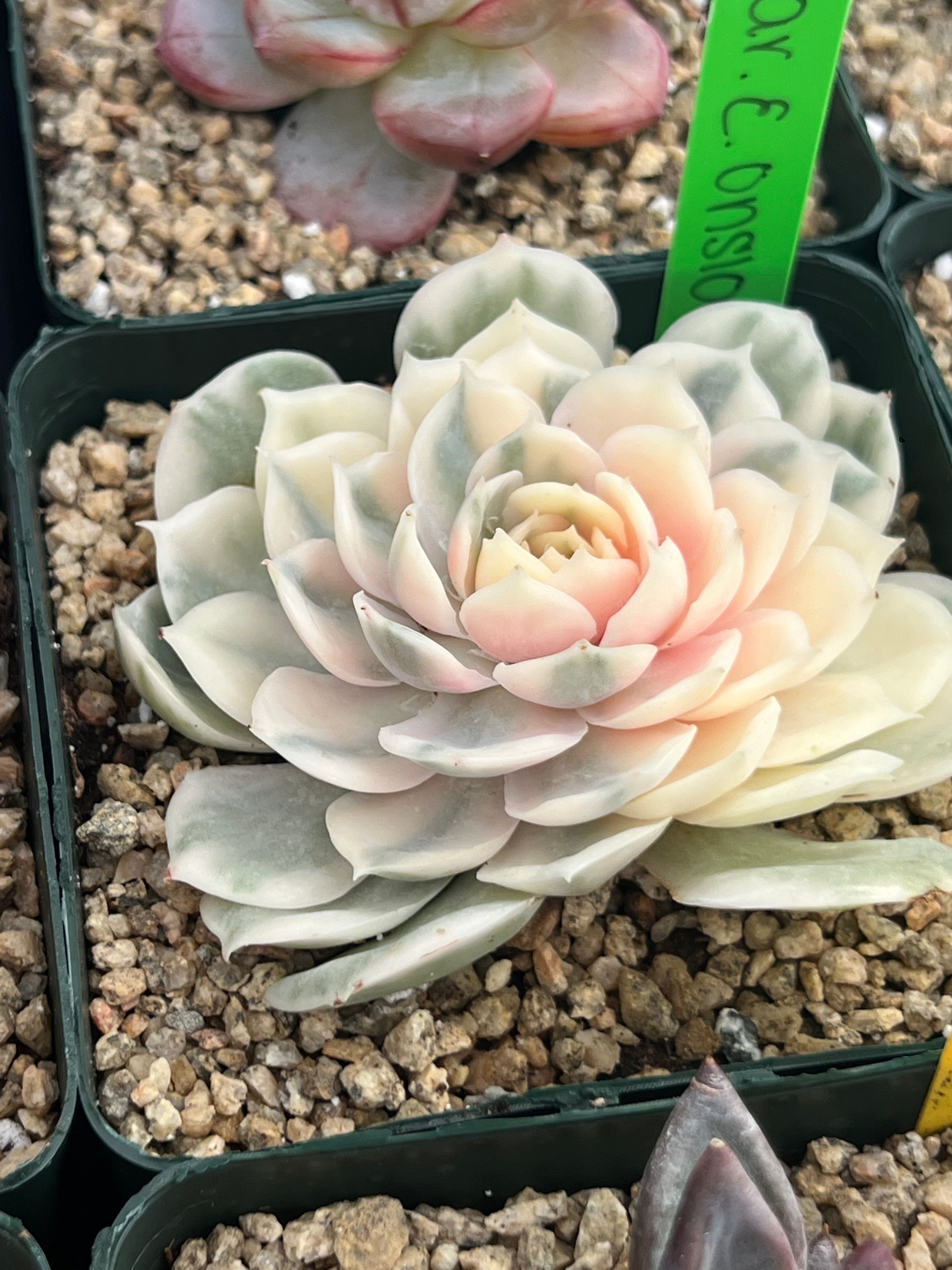 Echeveria OnslowVariegated