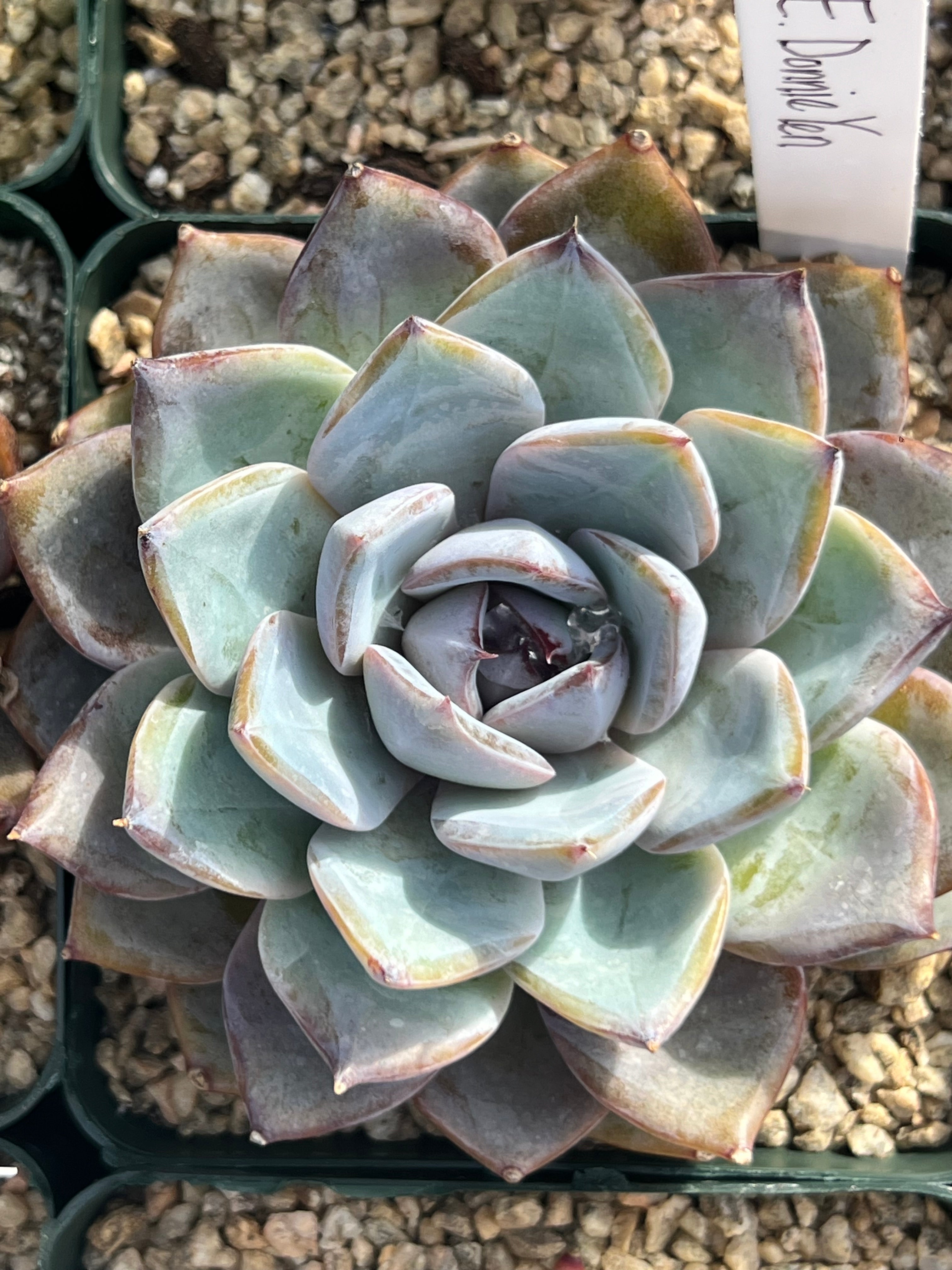 Echeveria Donnie Yen