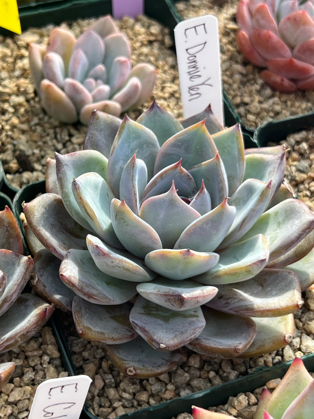 Echeveria Donnie Yen