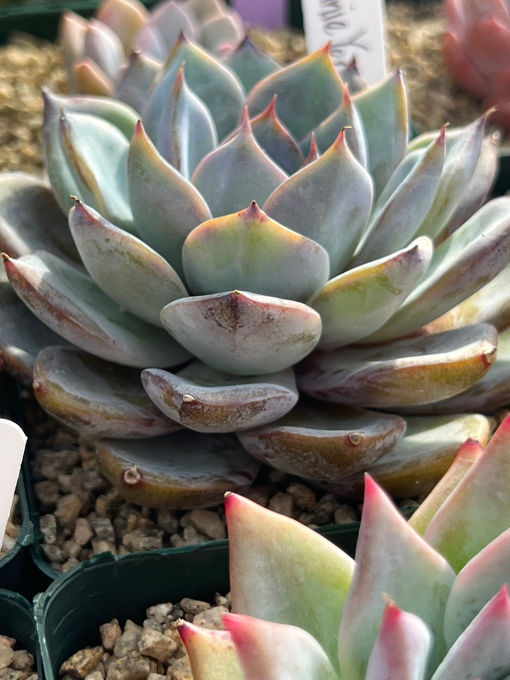 Echeveria Donnie Yen