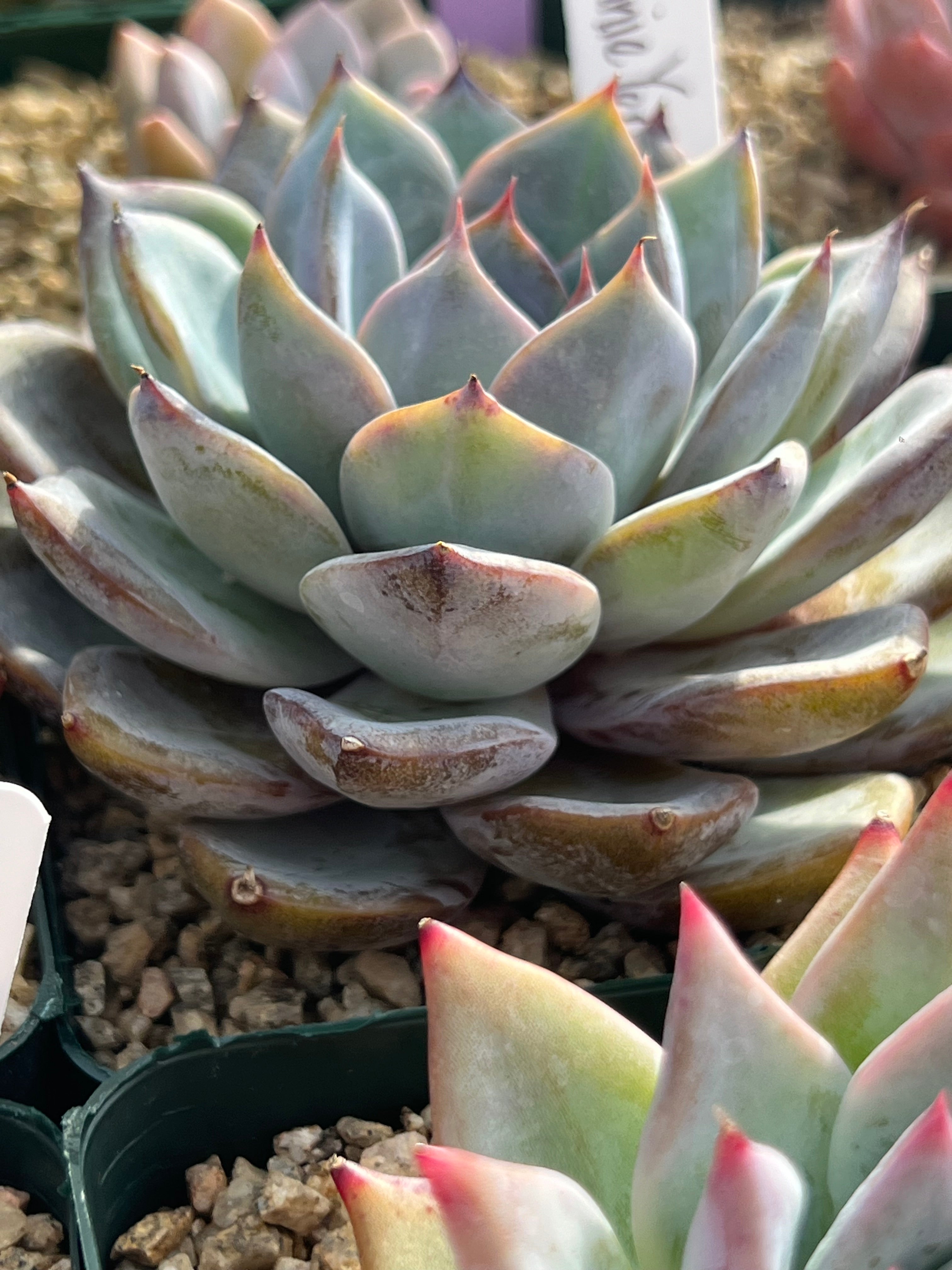 Echeveria Donnie Yen