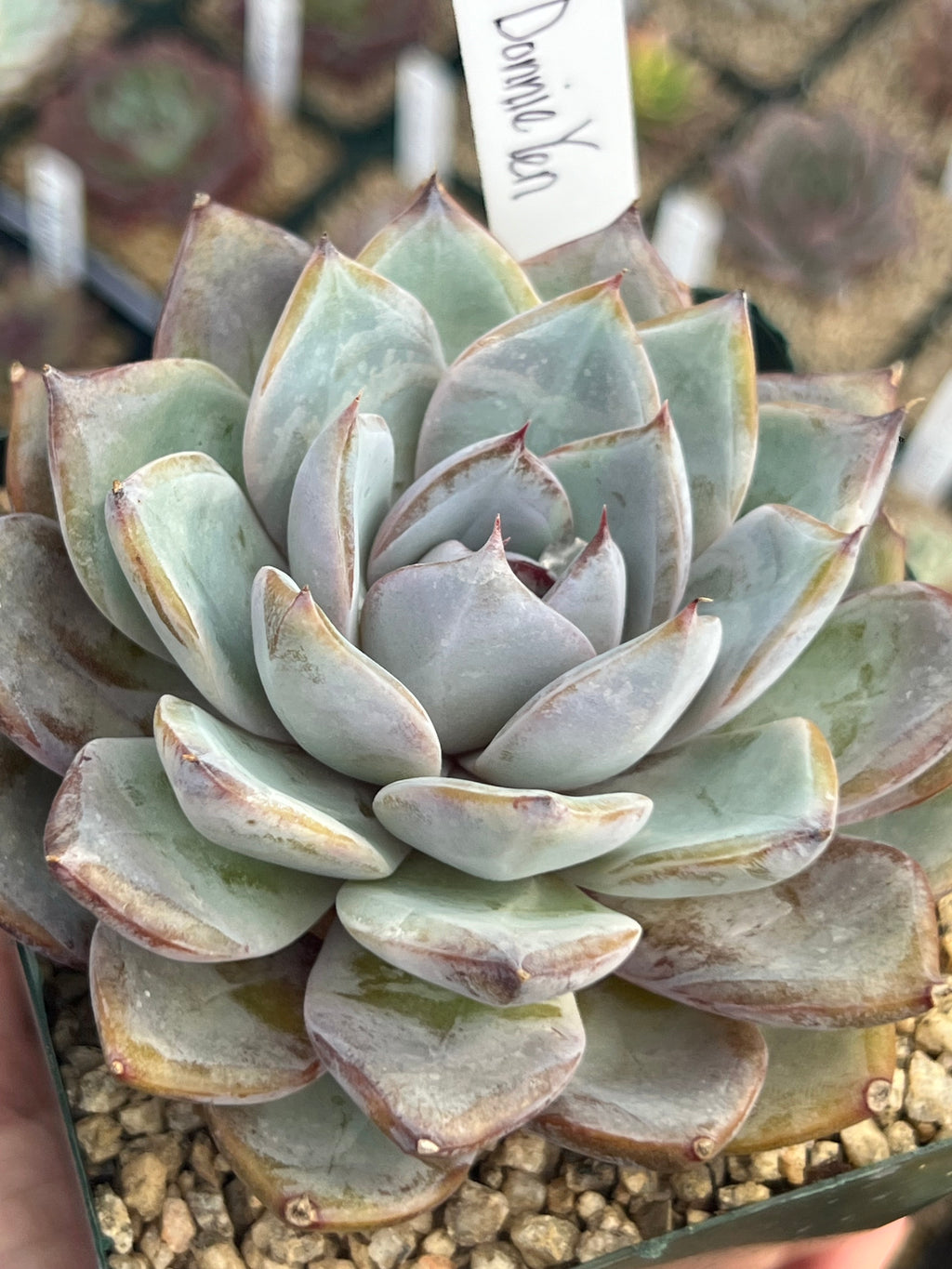 Echeveria Donnie Yen