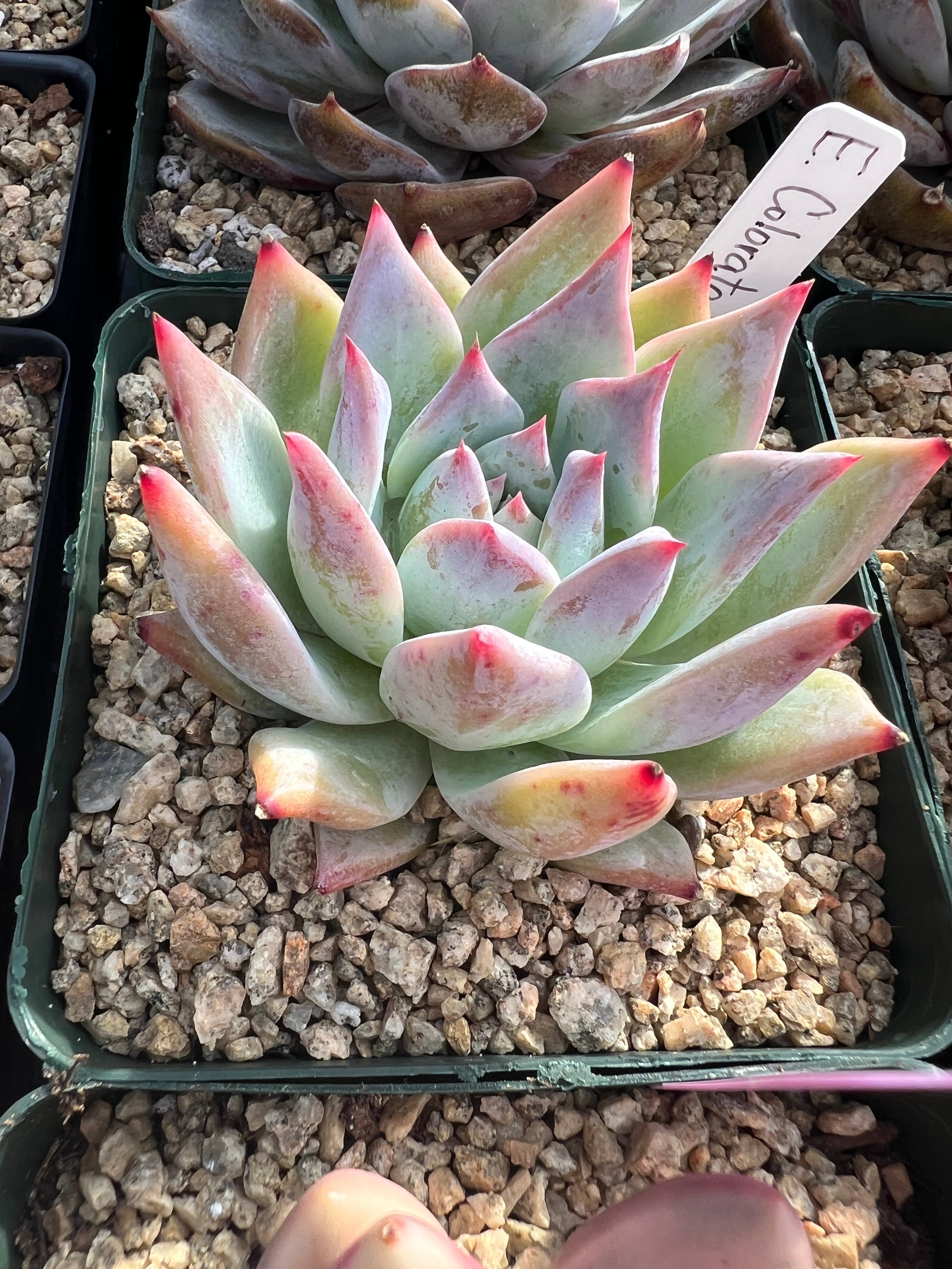 Echeveria Colorata Hybrid