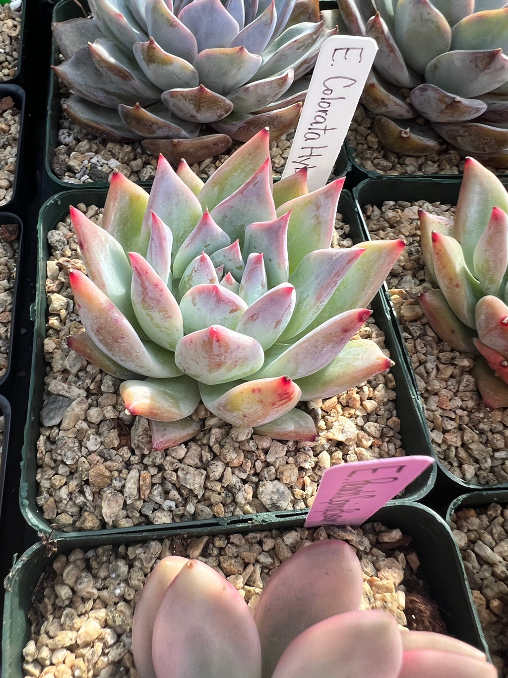 Echeveria Colorata Hybrid