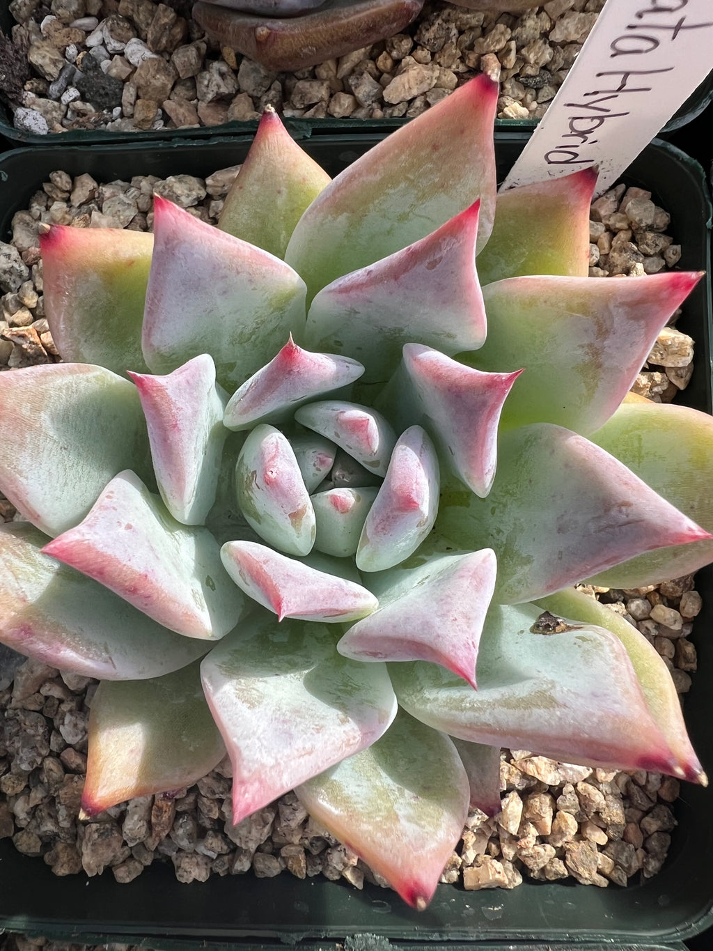 Echeveria Colorata Hybrid