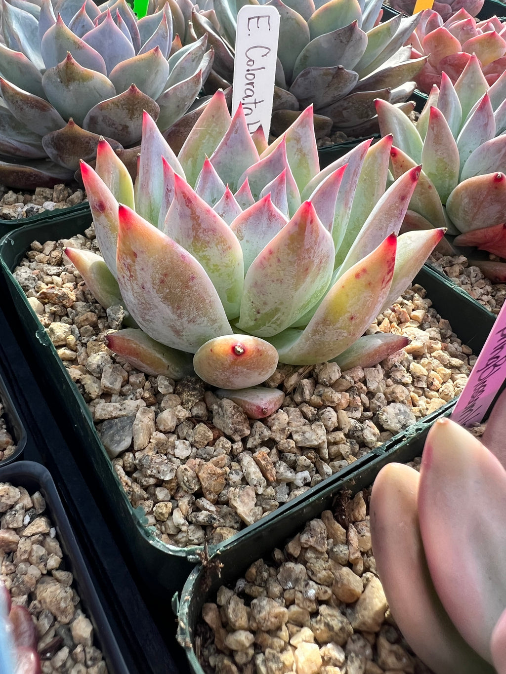 Echeveria Colorata Hybrid