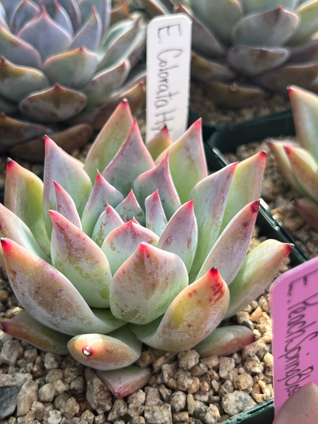 Echeveria Colorata Hybrid