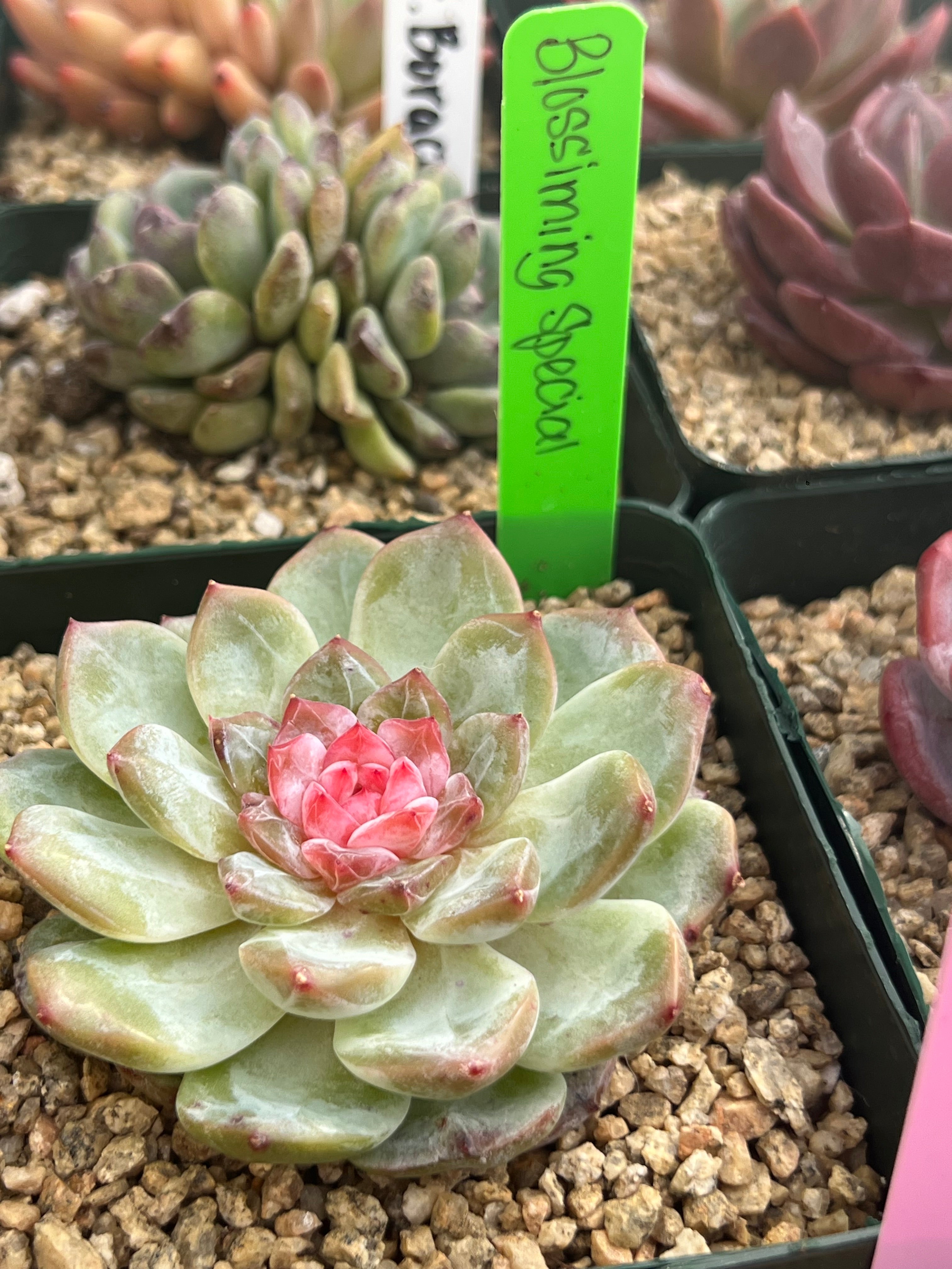 Echeveria Blossoming Special