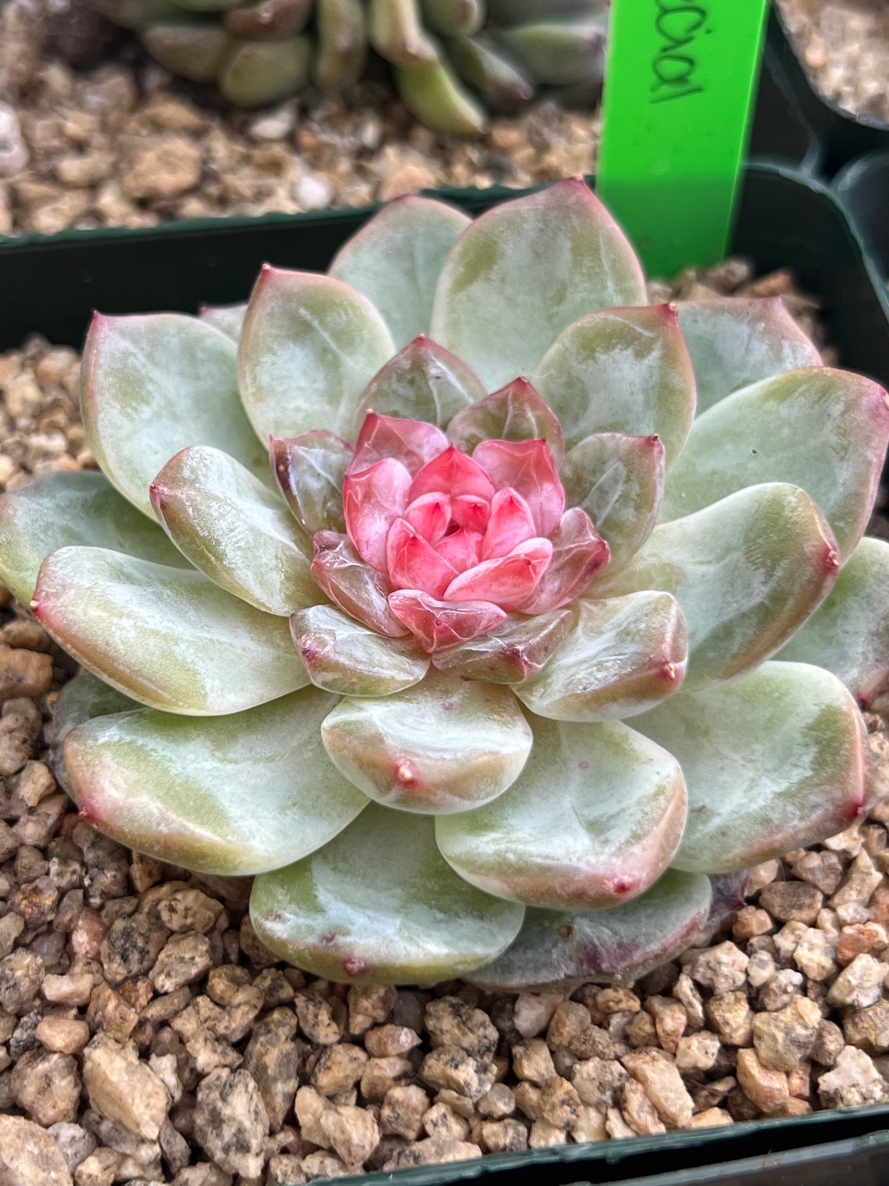 Echeveria Blossoming Special