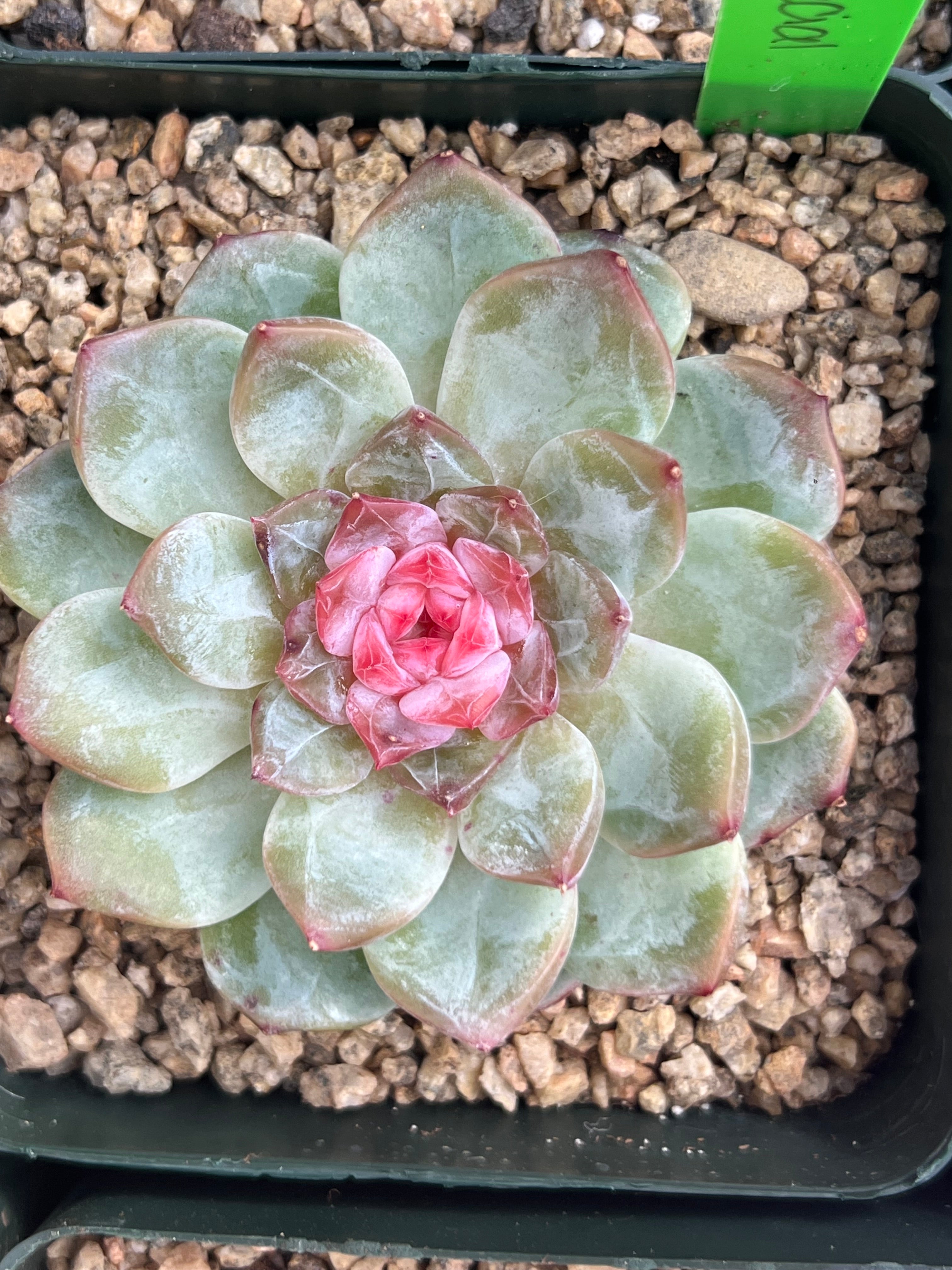 Echeveria Blossoming Special