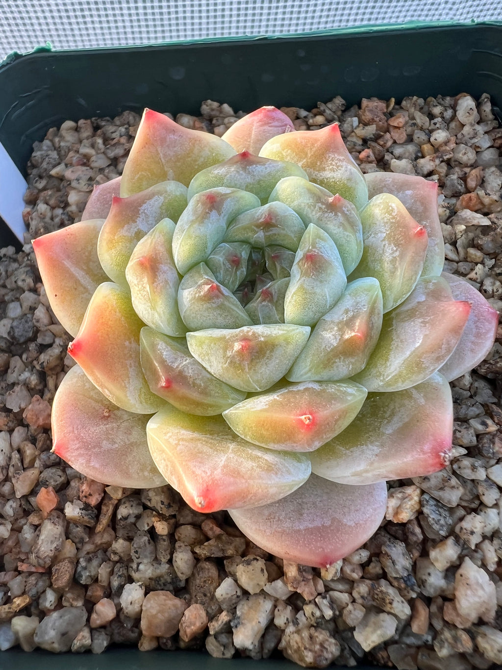 Echeveria ‘Jelly Hybrid’