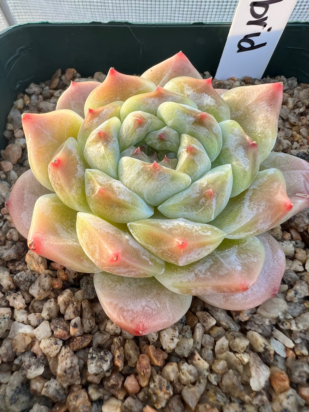 Echeveria ‘Jelly Hybrid’