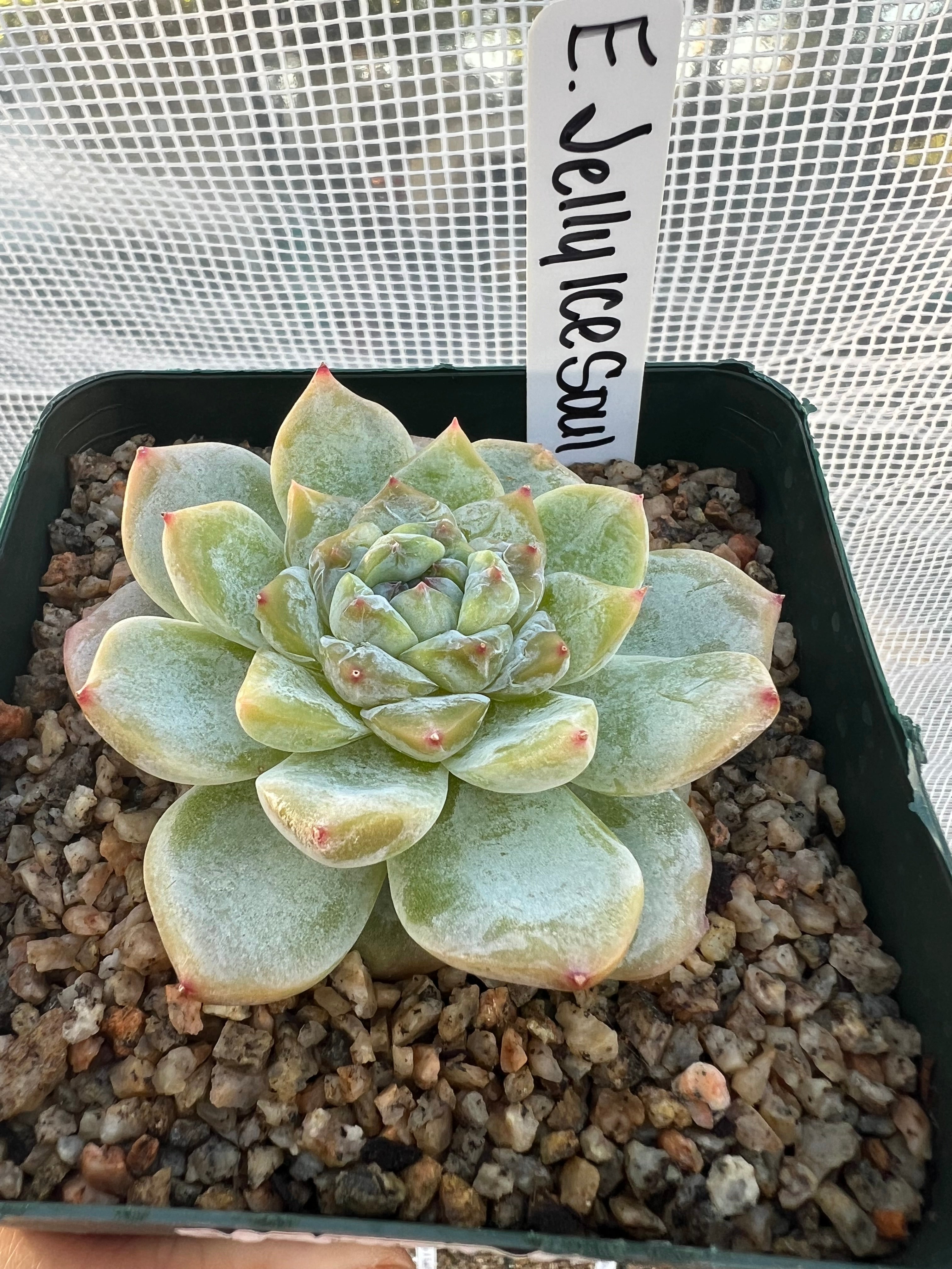 Echeveria ‘Ice Soul’