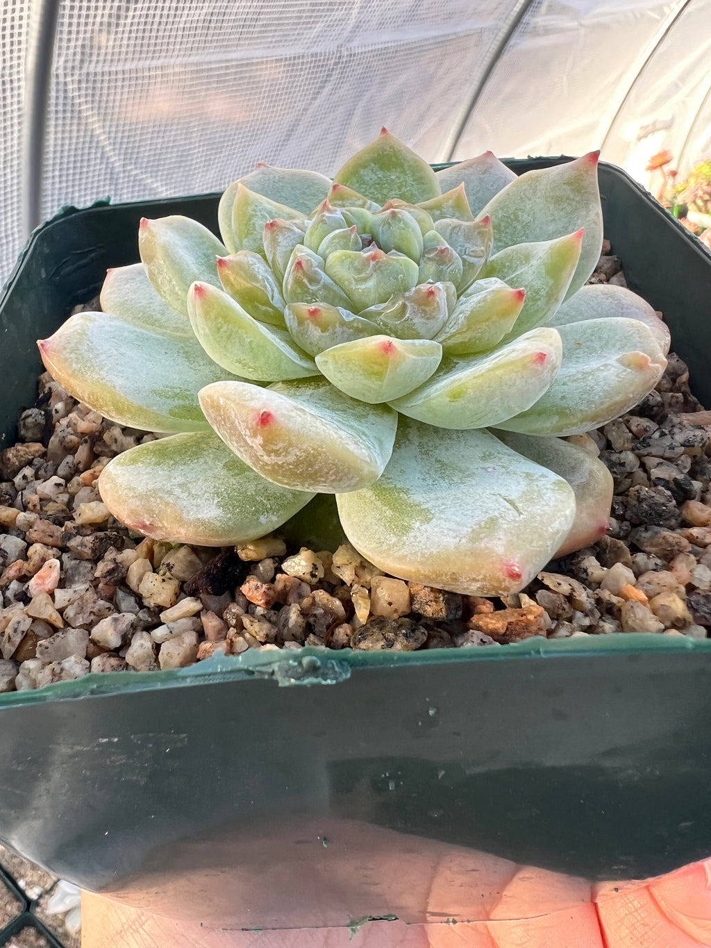 Echeveria ‘Ice Soul’