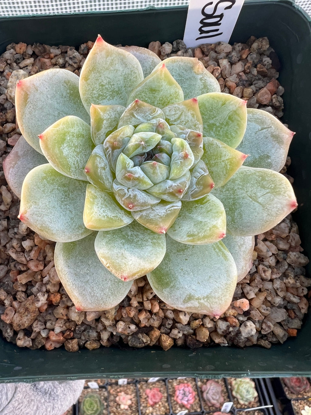 Echeveria ‘Ice Soul’