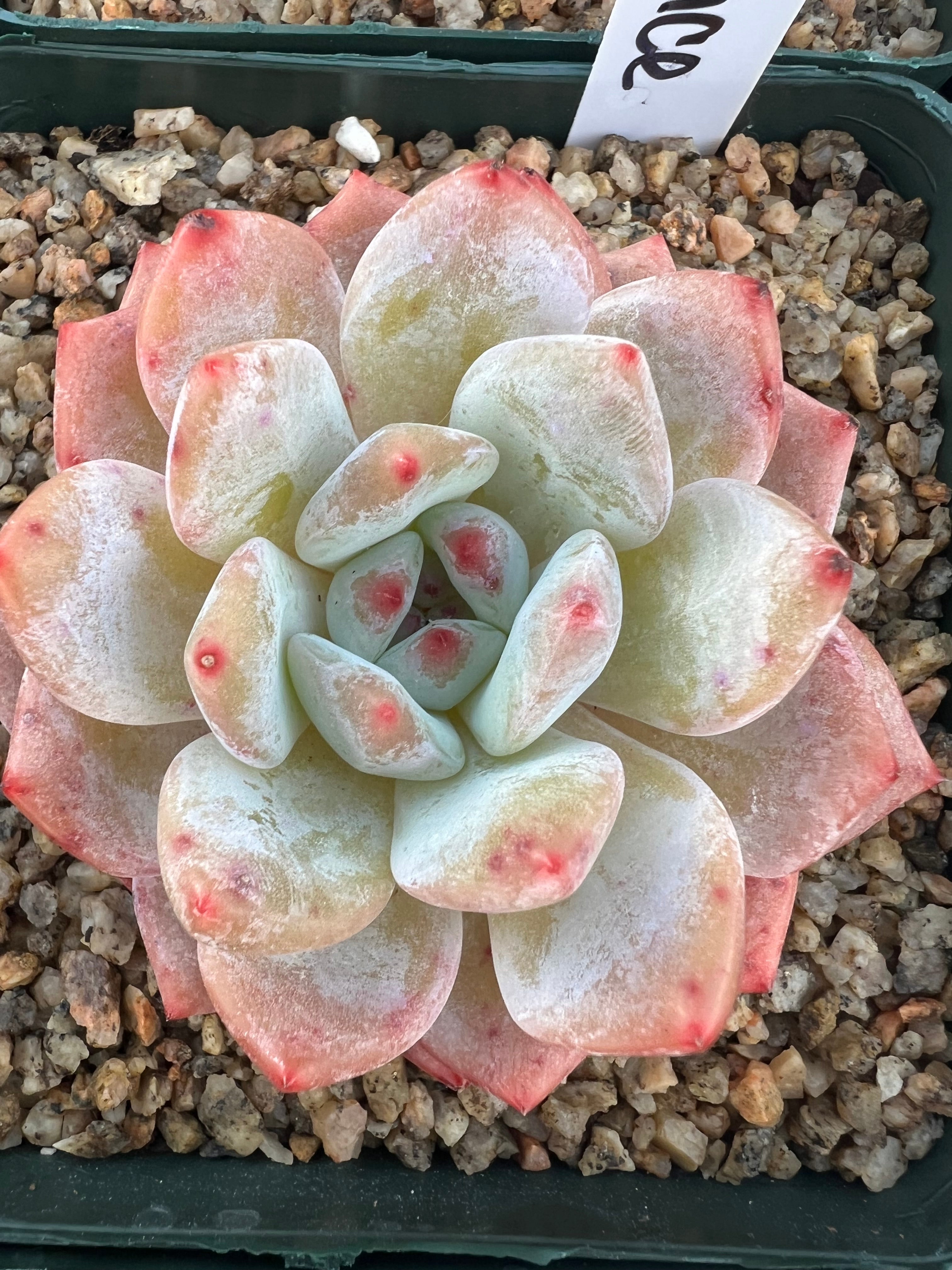 pink moon succulent Echeveria 'Moon Dance' – Succulent Bloom Co