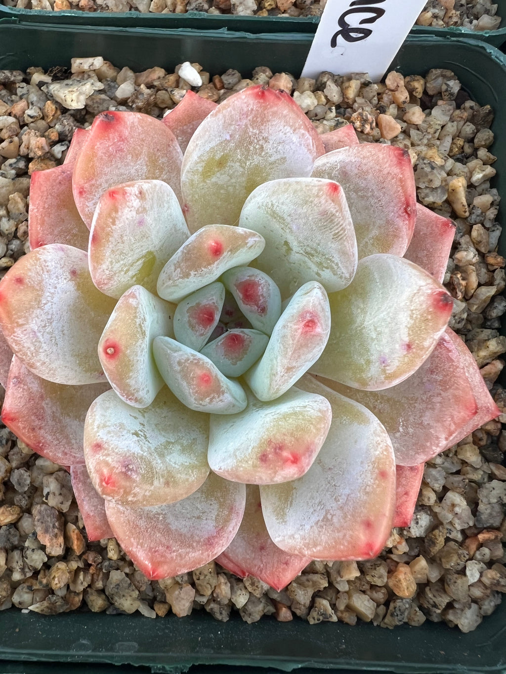 Echeveria ‘Moon Dance’
