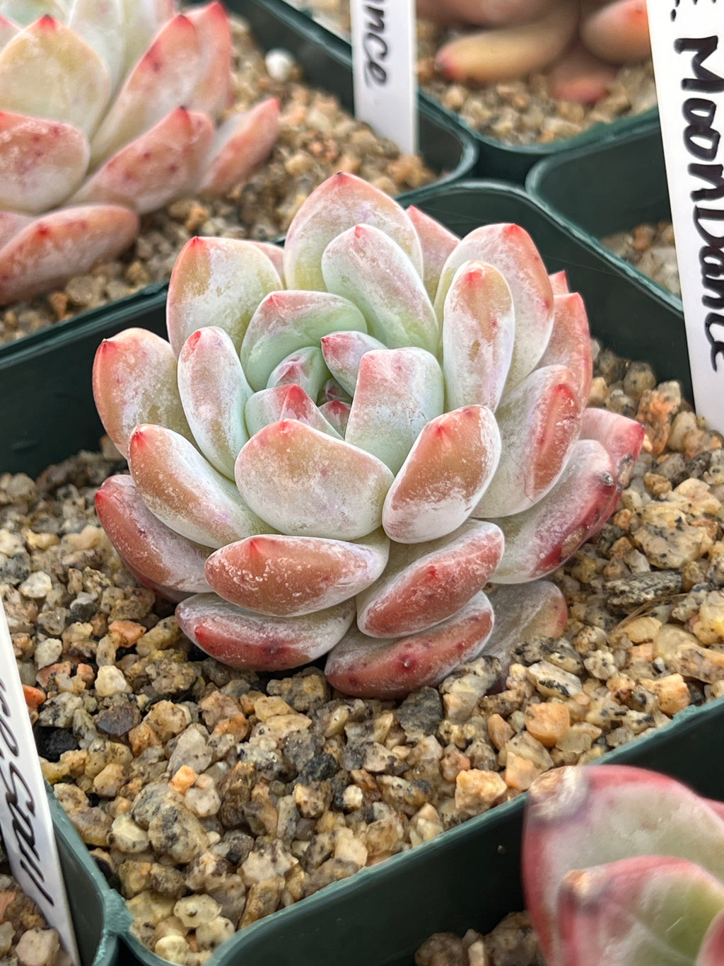 Echeveria ‘Moon Dance’