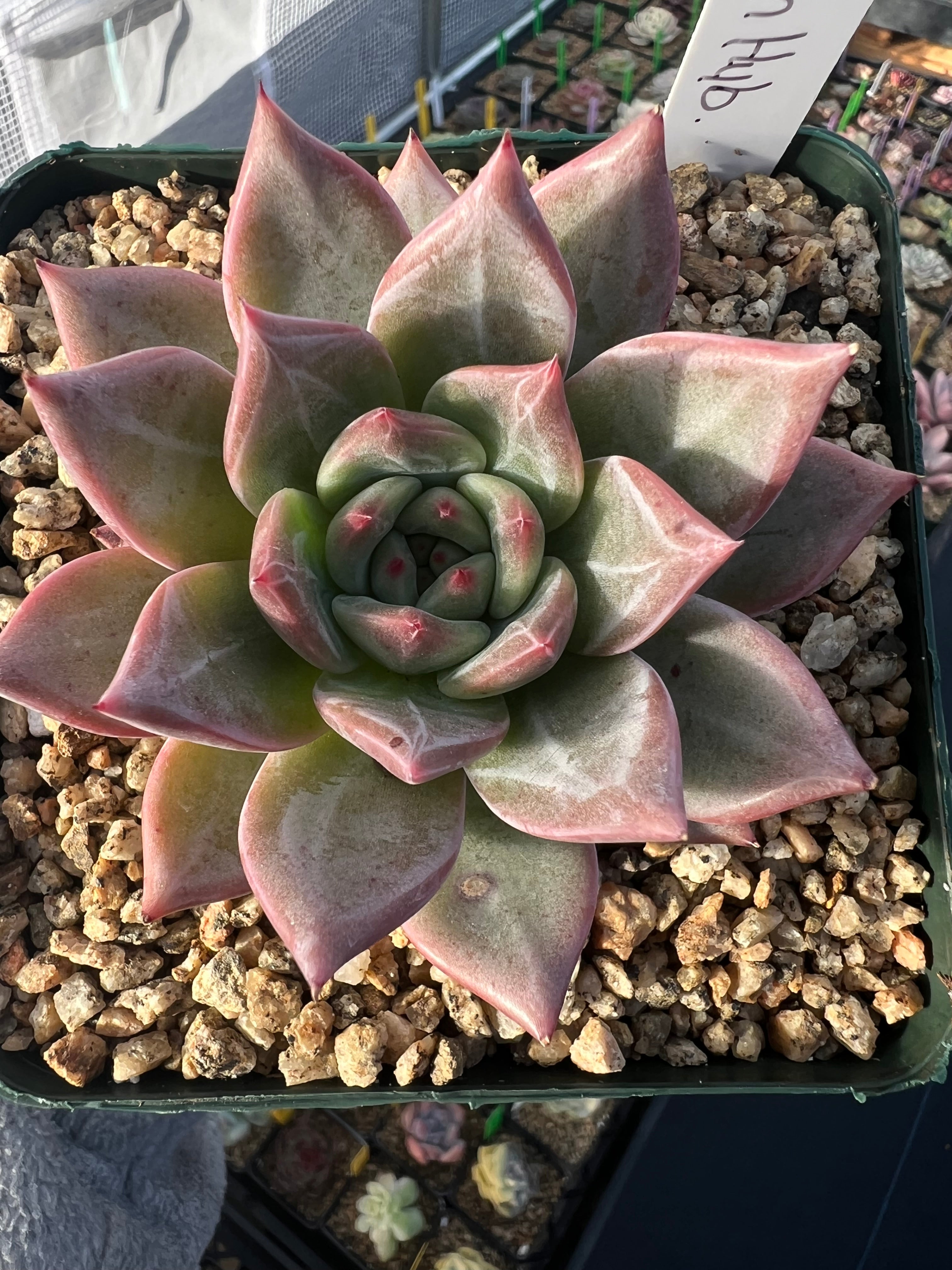 Echeveria ‘Champaign Hybrid’