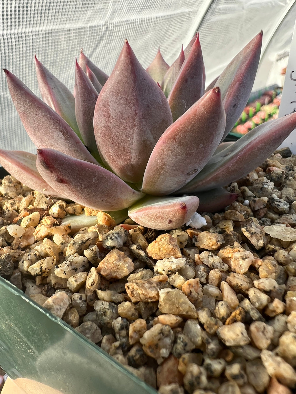 Echeveria ‘Champaign Hybrid’