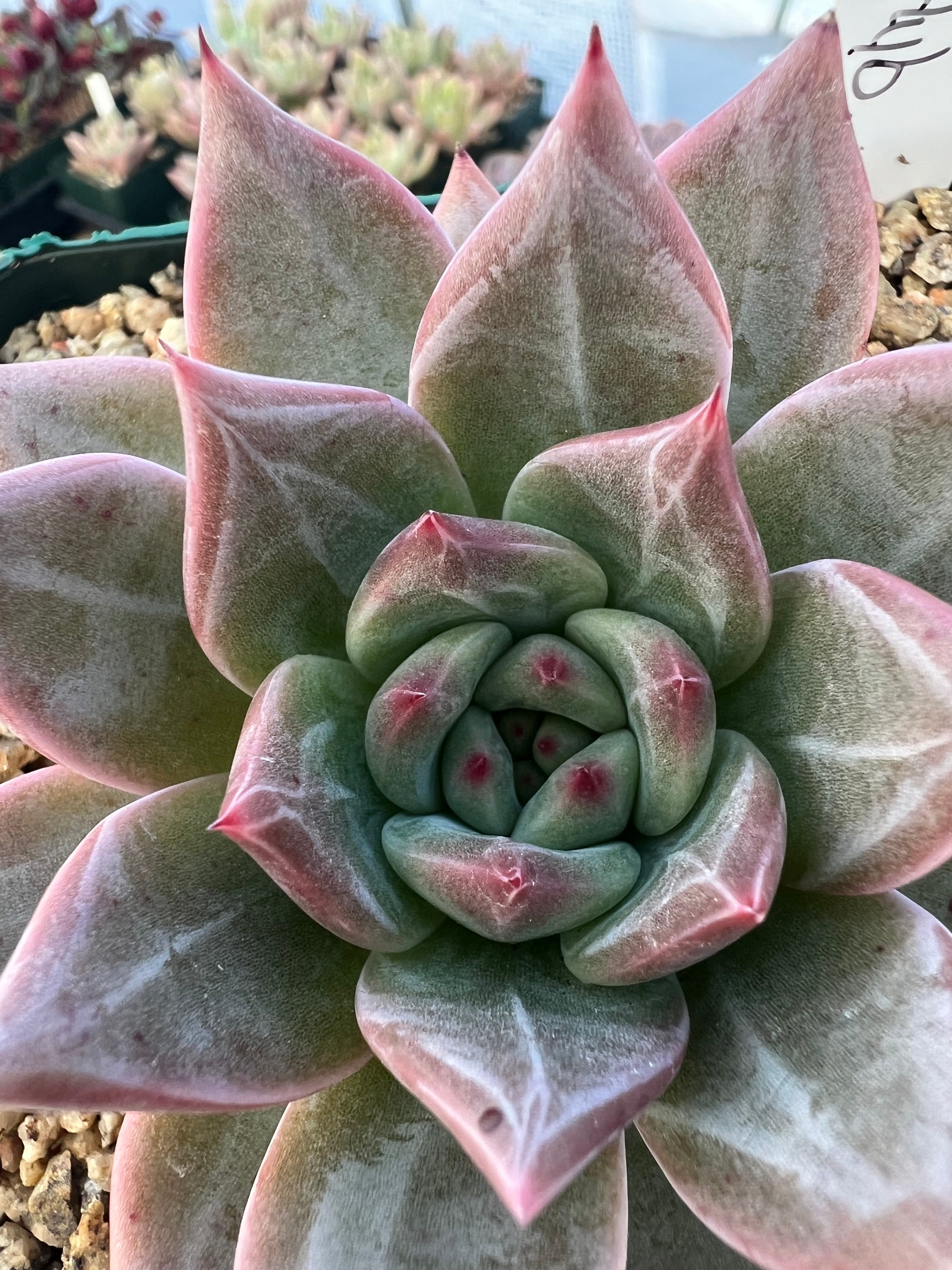 Echeveria ‘Champaign Hybrid’