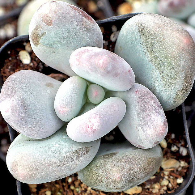 Pachyphytum oviferum - Moonstones