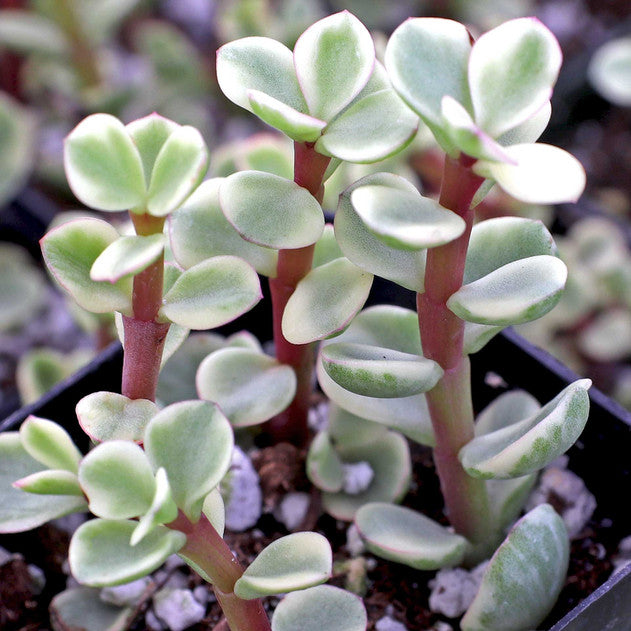Portulacaria afra f. variegata - Rainbow Bush
