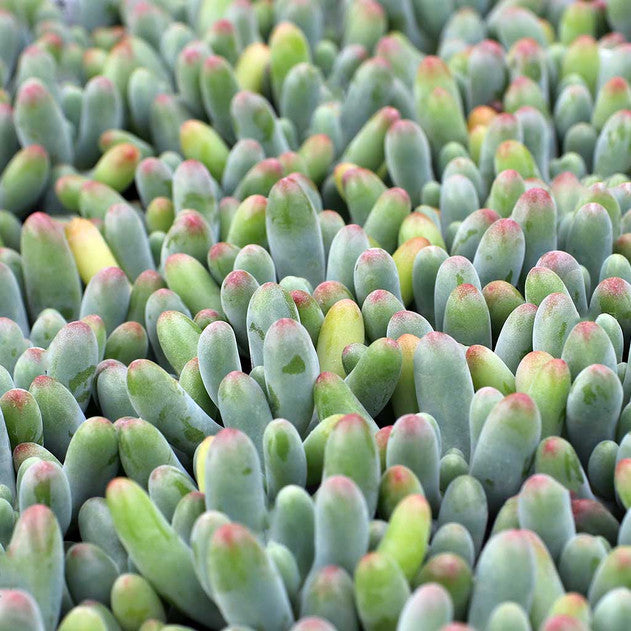 Sedum pachyphyllum - Blue Jelly Bean