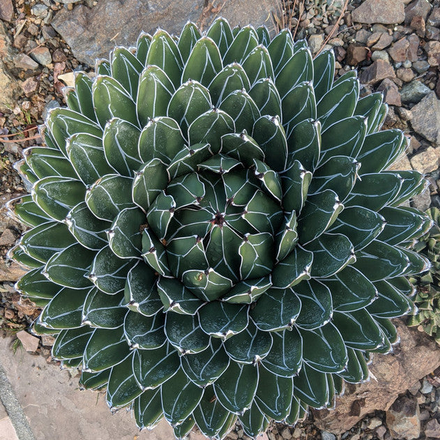 succulents victoria Agave victoriae-reginae