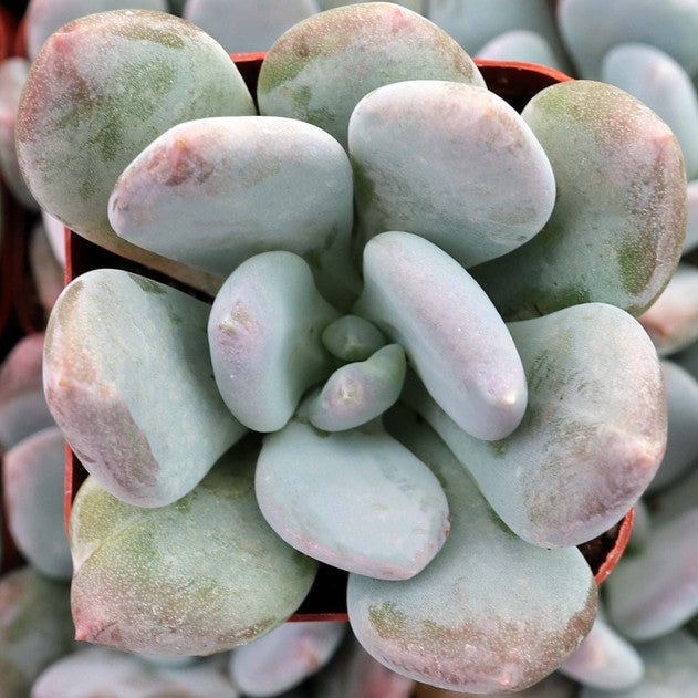 Pachyphytum 'Blue Haze'