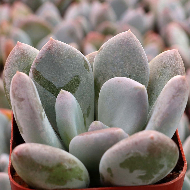 Pachyphytum 'Blue Haze'