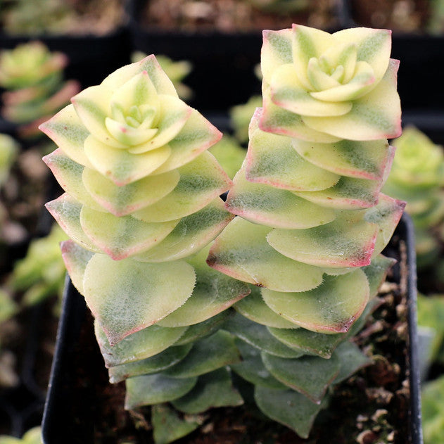 Crassula perforata f. variegata - Variegated String of Buttons