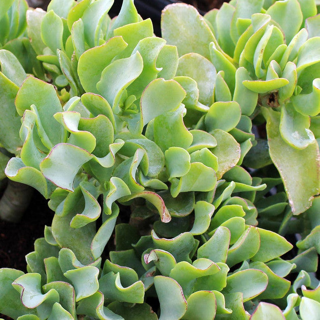 Crassula undulatifolia - Ripple Jade