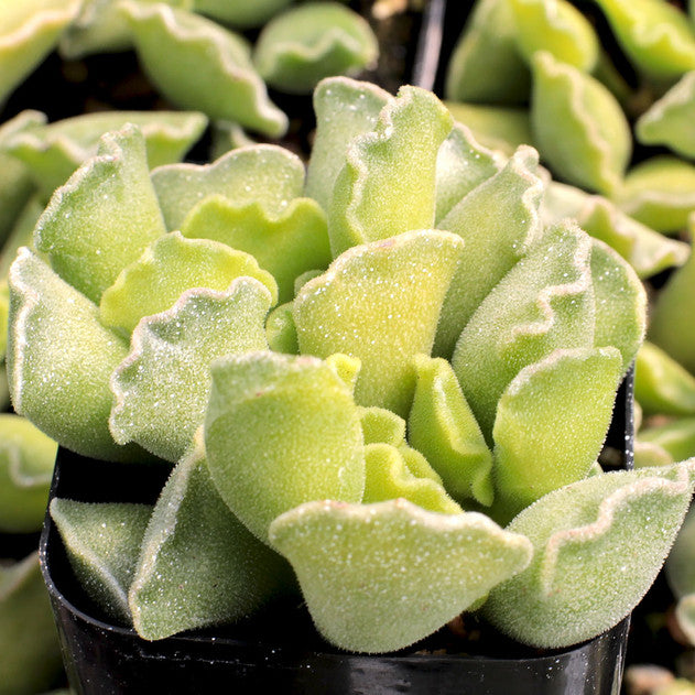 Crinkle Leaf Raspberry Adromischus cristatus - Crinkle-Leaf Plant – Succulent Bloom Co.