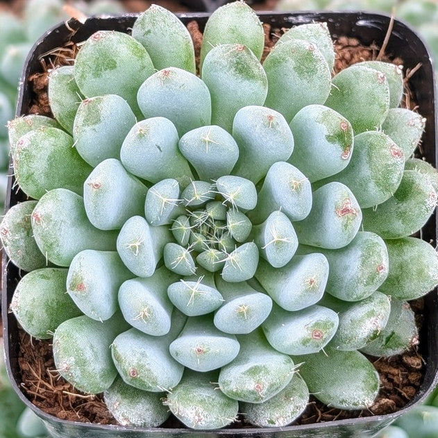 Echeveria 'Blue Sunshine'