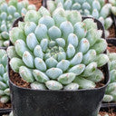 Echeveria 'Blue Sunshine'