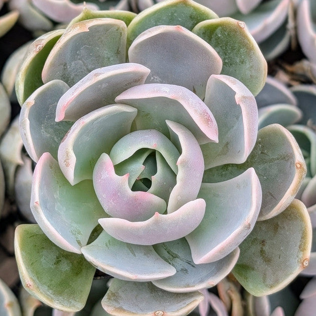 Echeveria 'Lotus'