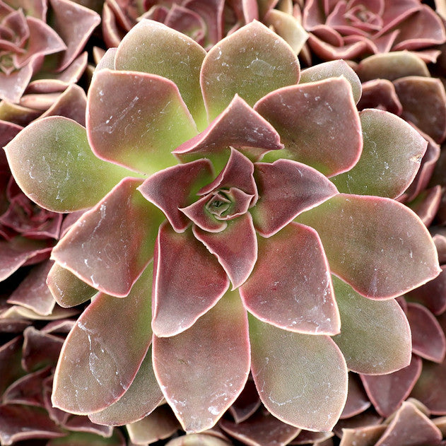 Echeveria racemosa (Large)