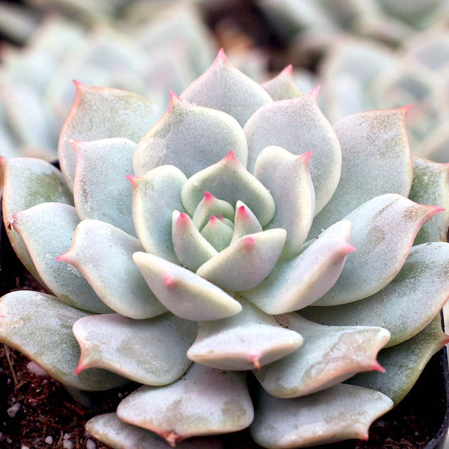 Echeveria 'Captain Hay'