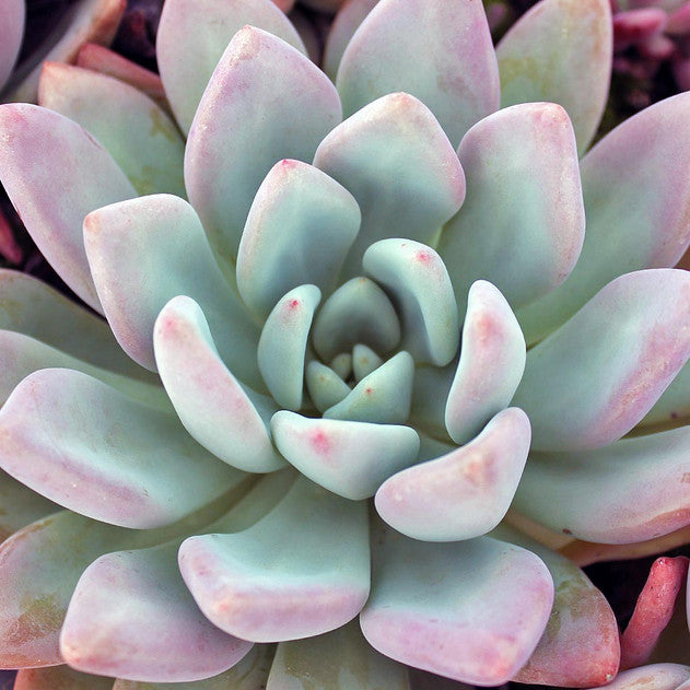 Graptoveria 'Opalina'