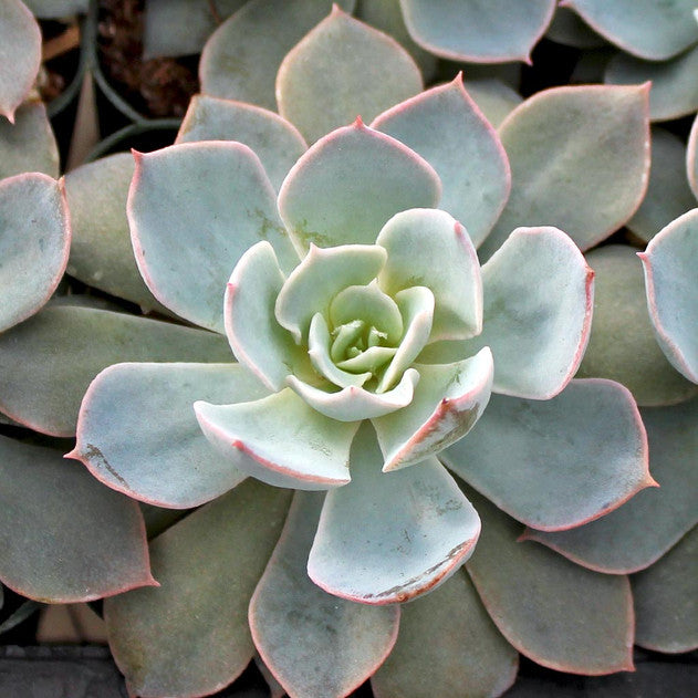 Echeveria 'Morning Beauty'
