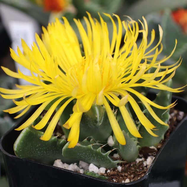 Faucaria felina - Tiger Jaws (Large)