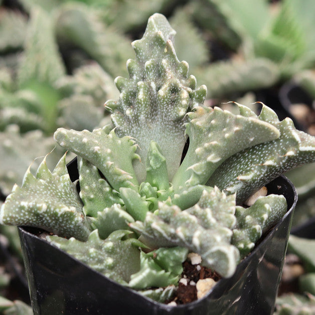 Faucaria tuberculosa (Large)