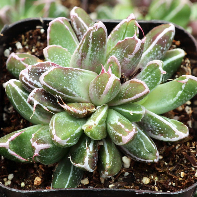 Faumatium hybrid