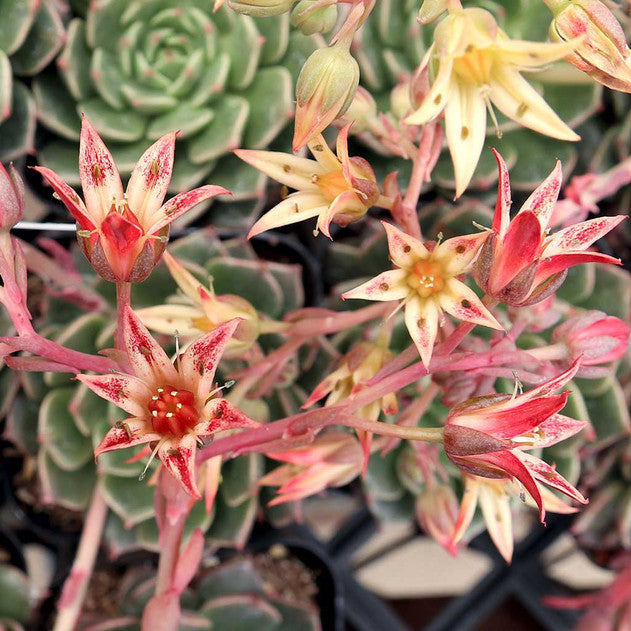 Graptoveria 'Olivia'